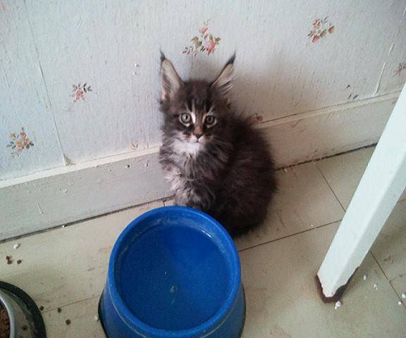 img mainecoon