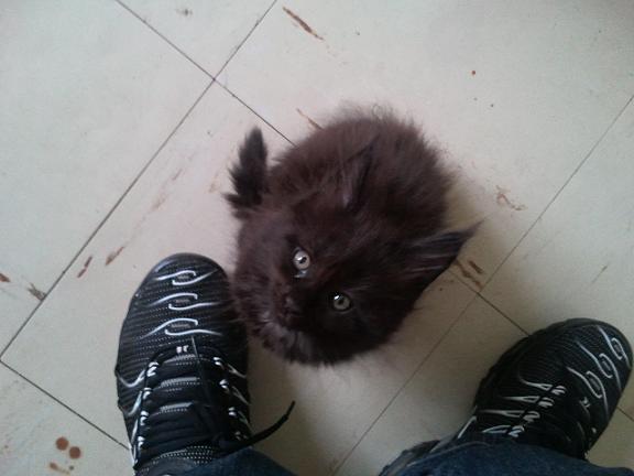 img mainecoon2