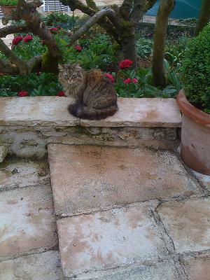img minette