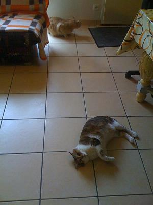 img noisette
